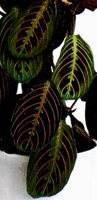 maranta1.jpg[10 кб]